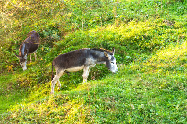 Two donkeys grazing on a lush green hillside under soft sunlight. Tranquil rural scene with vibrant vegetation and peaceful atmosphere. Side view