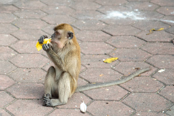 baby monkey eating banana at monkey hill, Phuket city
