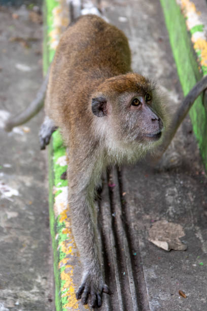 istock Wild monkeys in a traditional temple 2188297474