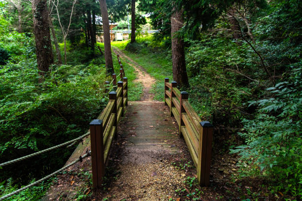 istock wooden footbridge in the forest 2188298623