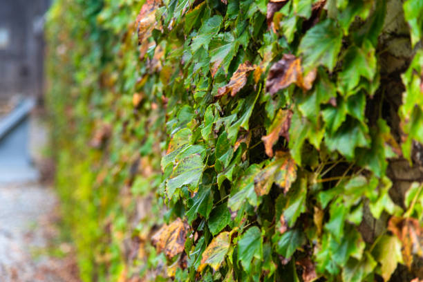 istock ivy leaves on the wall 2188298632