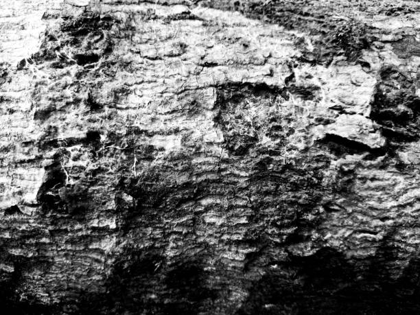 Background texture of a weathered old wood surface in close up, wood pattern texture in black and white