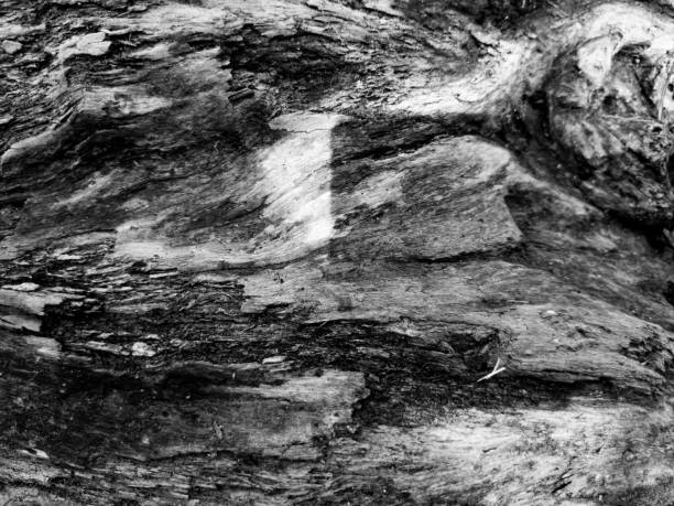 Background texture of a weathered old wood surface in close up, wood pattern texture in black and white