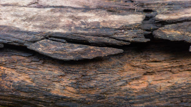 istock Texture of a wood surface in close up 2188300042