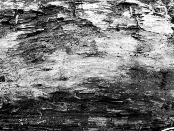 Background texture of a weathered old wood surface in close up, wood pattern texture in black and white