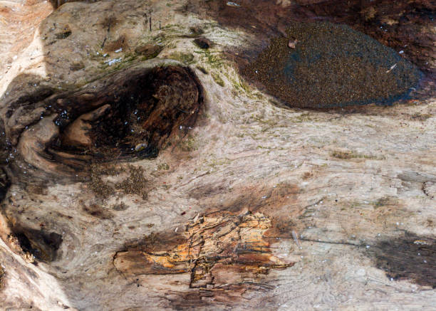 istock Texture of a wood surface in close up 2188300625