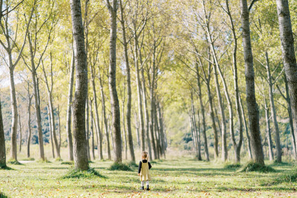 Little girl walks through a sunny autumn forest among huge trees. Back view. High quality photo