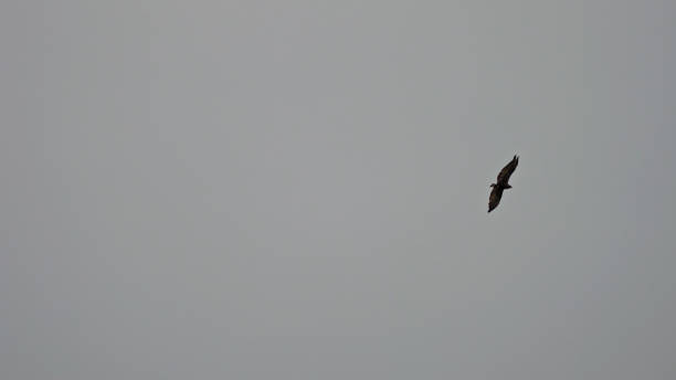 istock Eagle soaring in the sky,China,Asia. 2188301141