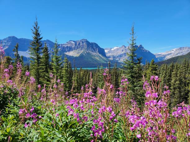 istock Fireweed Wildflowers in Banff National Park 2188301792