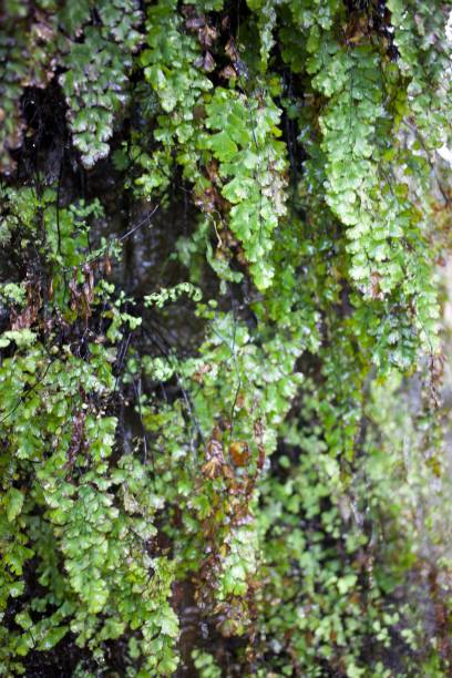 istock Closeup of Lush Greenery 2188303194