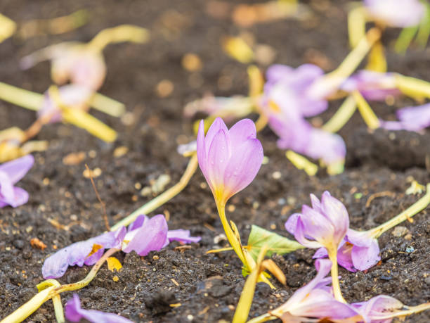 istock Autumn purple crocuses bloomed above the ground. 2188303707