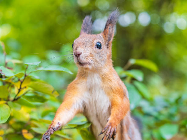 istock Autumn Squirrel standing on its hind legs on on green grass with fallen yellow leaves 2188303713