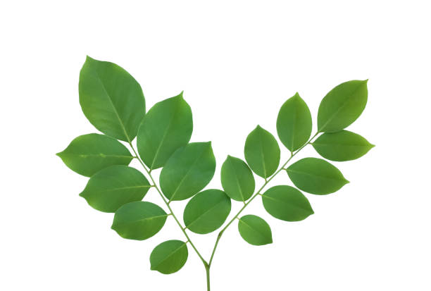 istock Pterocarpus macrocarpus or Burma padauk leaf 2188305960