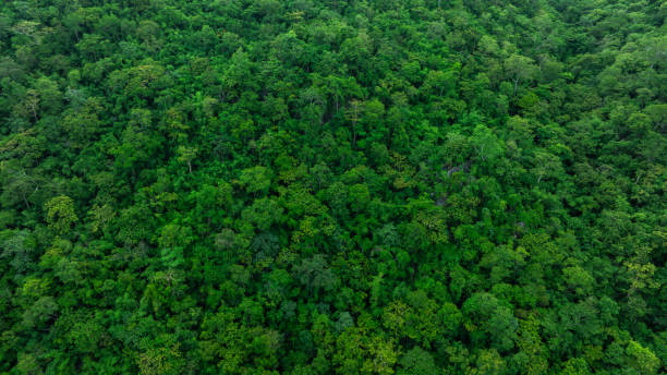 istock aerial view of mixed forest, green deciduous trees with mist clouds. The rich natural ecosystem of the rainforest concept is about conservation and natural reforestation 2188306414