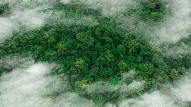 istock aerial view of mixed forest, green deciduous trees with mist clouds. The rich natural ecosystem of the rainforest concept is about conservation and natural reforestation 2188306421