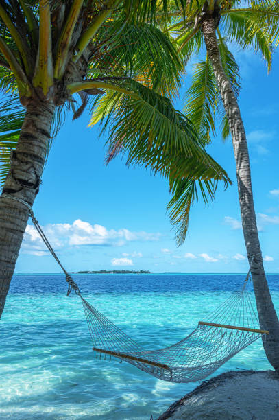 istock Hammock hanging between two palm trees on the tropical paradise beach 2188307237