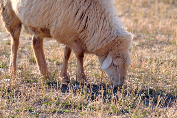 Sheep on a dike at the North sea