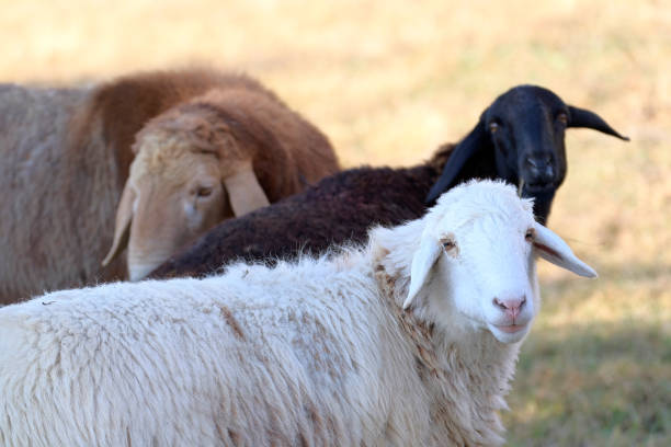 istock Three curious lambs are standing in a field and looking directly at the camera. All the sheep are of different colors, one is black, and the other two are brown and white. Sheep breeding 2188307835