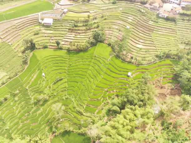istock High angle view of a luxurious vast rice field 2188308352