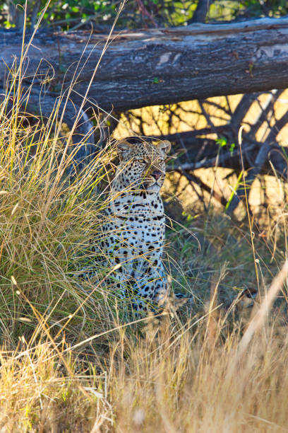 Legadema was a famous female leopard in the Mombo area of the Okavango Delta in Botswana. “Legadema” means “Lightning” in Setswana.
