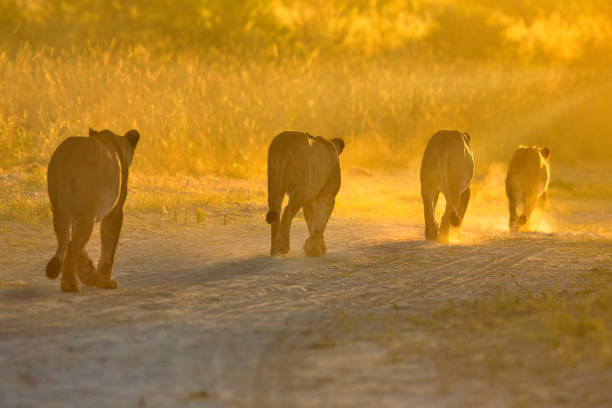 South African Lioness in Balule wildlife reserve. Focus on back lioness.
