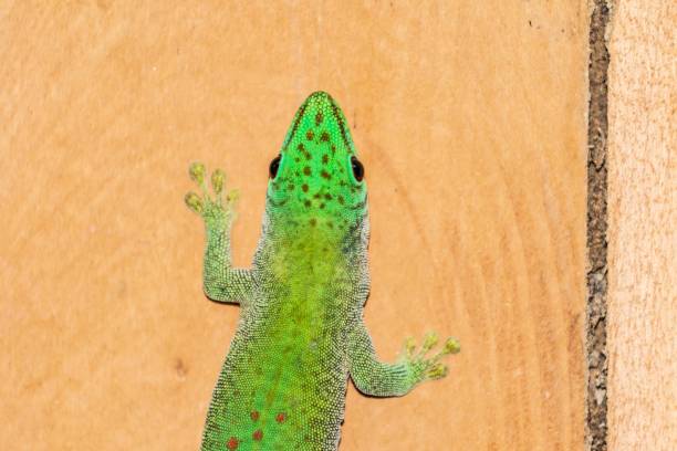 istock Madagascar Day Gecko with Vibrant Colors on Wooden Surface 2188311169