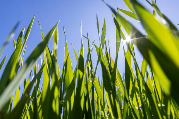 green blades of wheat in spring closeup, green wheat in the agricultural field