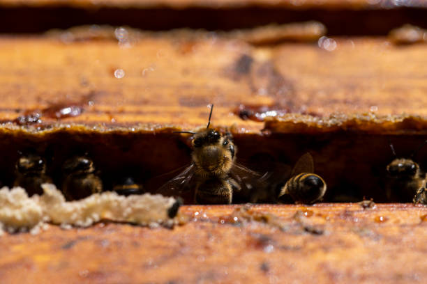 istock a bee hive with honey bees in sunny weather in summer 2188311372