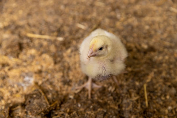 chickens in a poultry house of a farm for growing meat breeds, small chickens in down and feathers during cultivation at a poultry farm closeup
