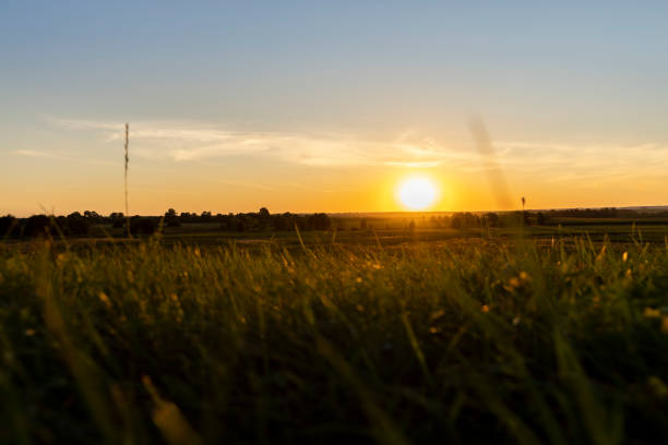sunset in a field with green grass and trees, orange sky and grass with trees at sunset at dusk