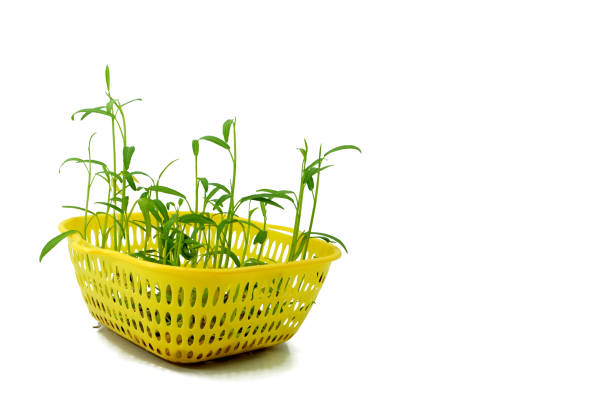 Aglaonema  or Chinese Erergreen in wicker basket.