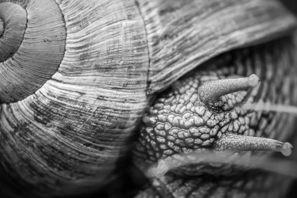 Photograph highlighting a close-up view of a snail's shell featuring intricate concentric patterns of brown, yellow, and cream shades on a textured orange surface, offering a marvel of natural design.