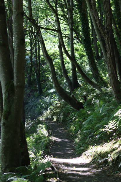 istock Woodland path in dappled summer sunlight 2188315238