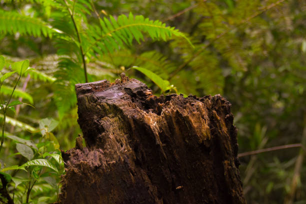 close up of a dry tree trunk from a flight with a forest background