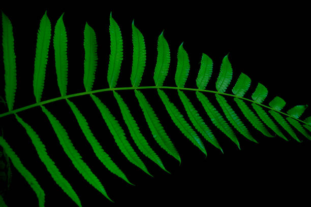 istock Green fern leaves on dark background 2188317197