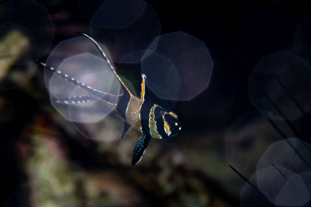 A Banggai cardinalfish, Pterapogon kauderni, hovers over a coral reef in Lembeh Strait, Indonesia. This colorful and attractive fish is considered an endangered species.
