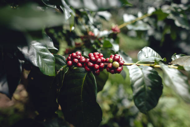 istock Red ripe coffee cherry beans at a coffee plantation 2188317978