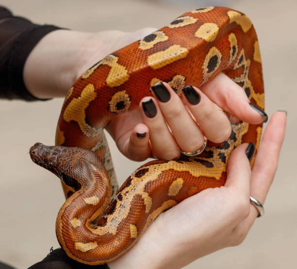 istock A person is holding a snake in their hand 2188319160
