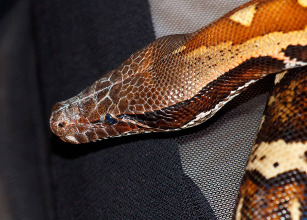 istock A large brown and black snake with a black head 2188319211