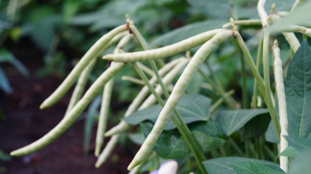 istock Cowpeas in close up shot 2188321261