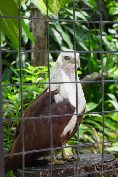 istock Close-up of a Elang Bondol or Brahminy Kite (Haliastur indus) 2188323756