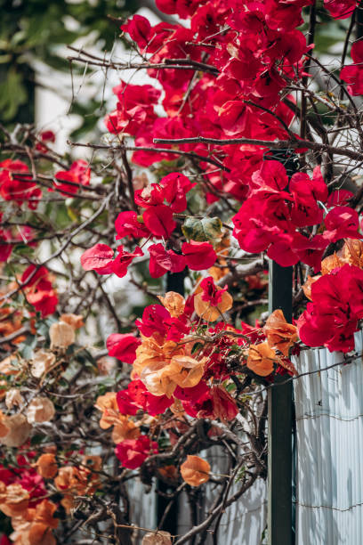 istock Bougainvillea blooming in summer in Nice 2188323835