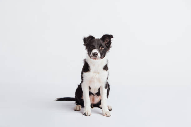 Studio portrait of a serene and calm Border Collie puppy, taken on a white background.