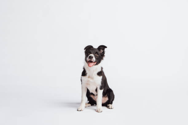 The puppy sits comfortably in the studio, its joyful expression radiating innocence and happiness