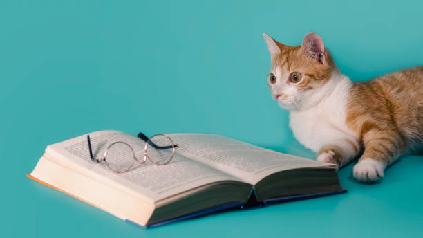 istock ginger cat and a book with glasses on a light background close up 2188325412