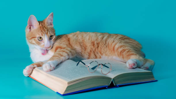 istock ginger cat washes and plays with a book and glasses on a turquoise background 2188325417