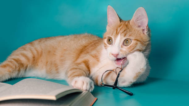 istock ginger cat and a book with glasses on a light background close up 2188325429