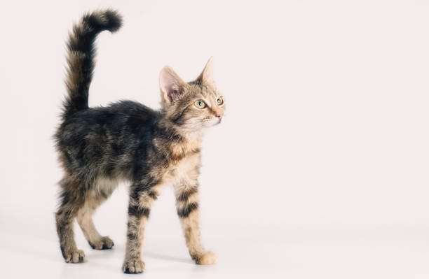 istock small tabby kitten stands and looks straight with its tail raised 2188325448