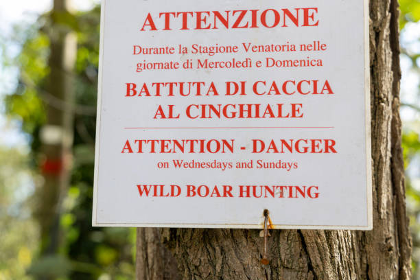 Hunting sign for wild boar posted on tree in forest