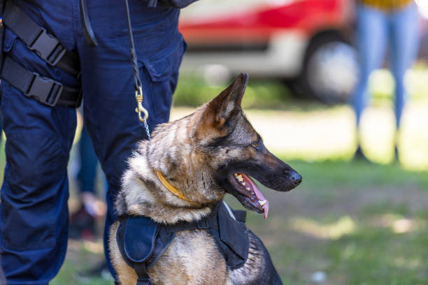 istock Trained German Shepherd police dog on duty 2188325508